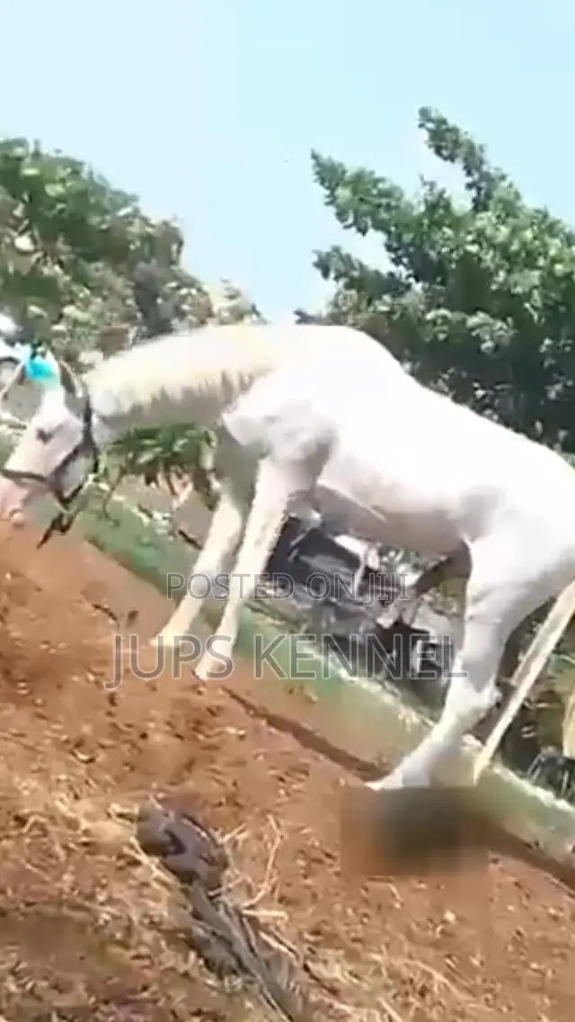 Horse (Pure Lipizzaner Breed)