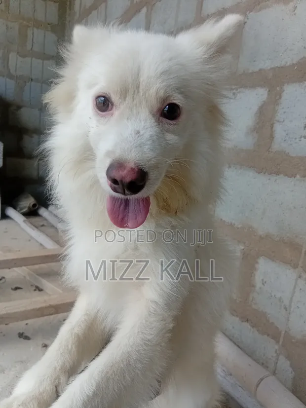 1-3 months Male Mixed Breed Poodle in Tema Metropolitan Dogs