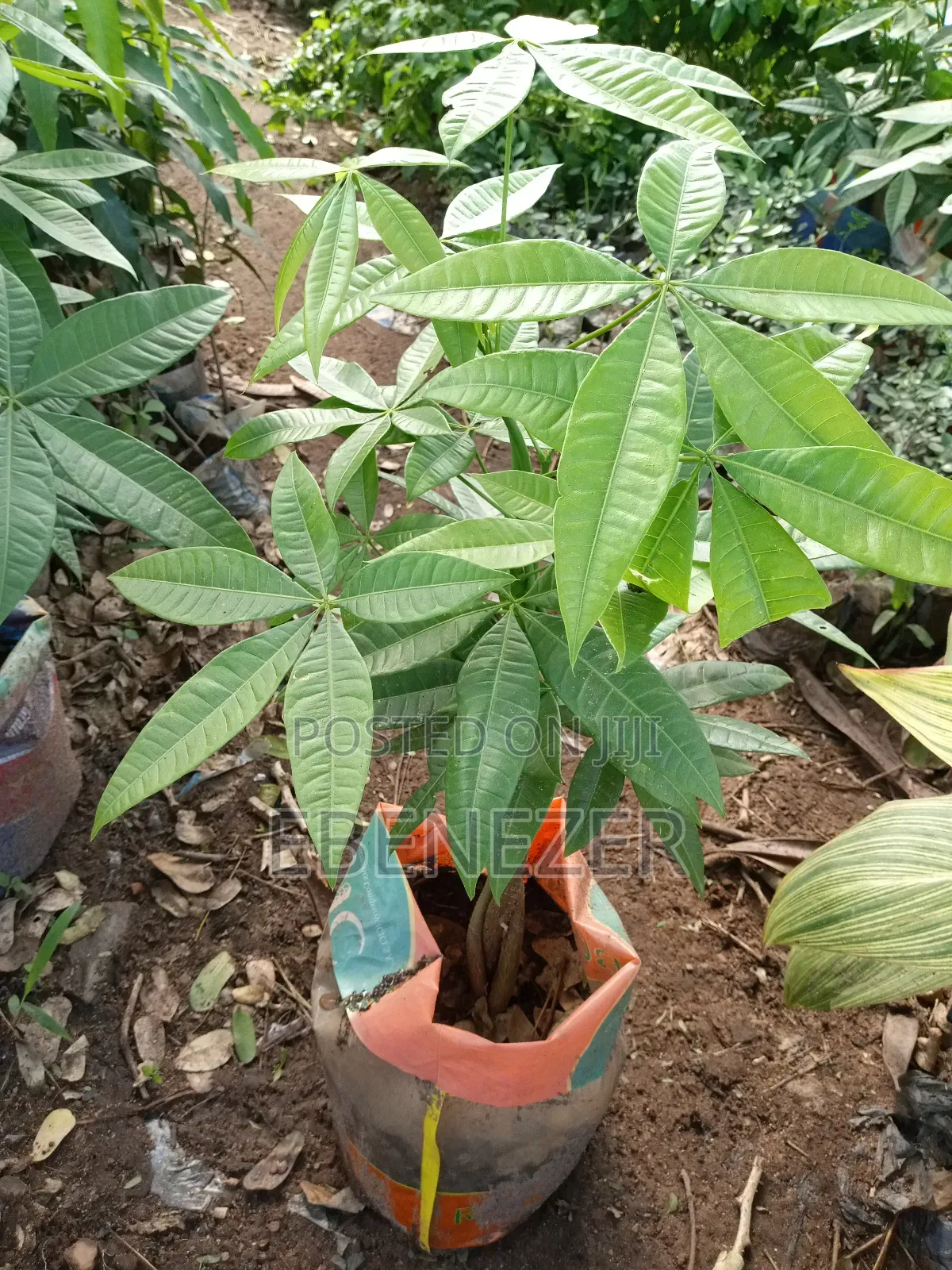 Money Tree