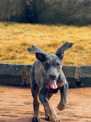 1-3 months Male Purebred Doberman Pinscher