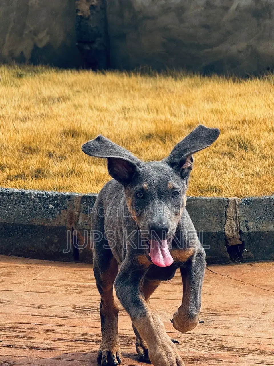 1-3 months Male Purebred Doberman Pinscher