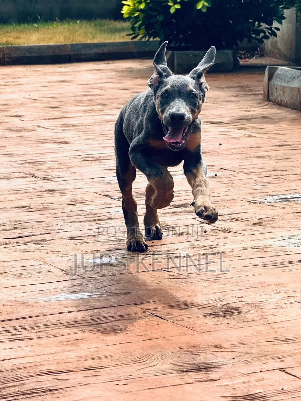 1-3 months Male Purebred Doberman Pinscher