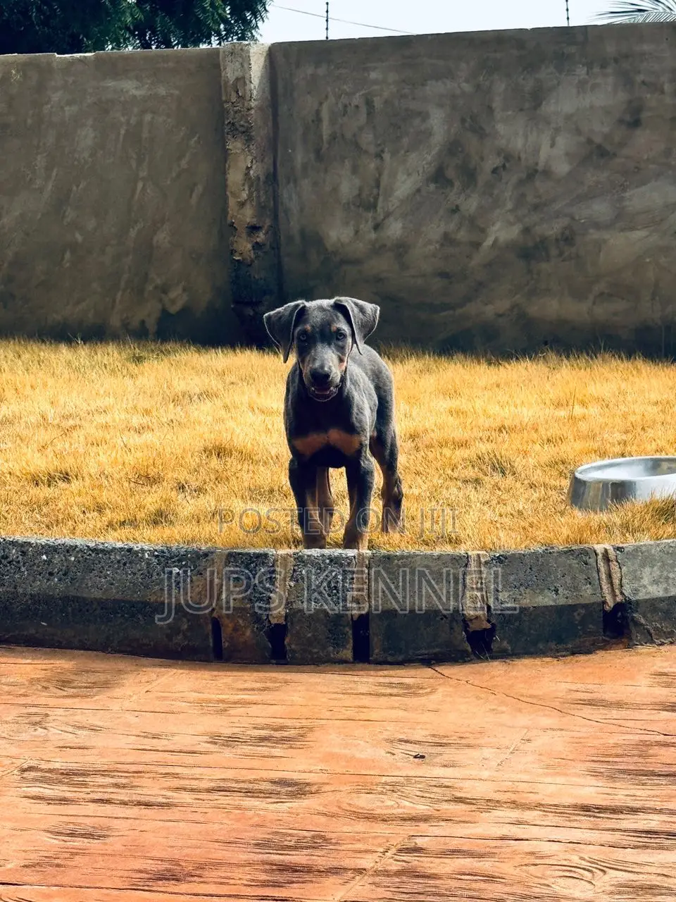 1-3 months Male Purebred Doberman Pinscher