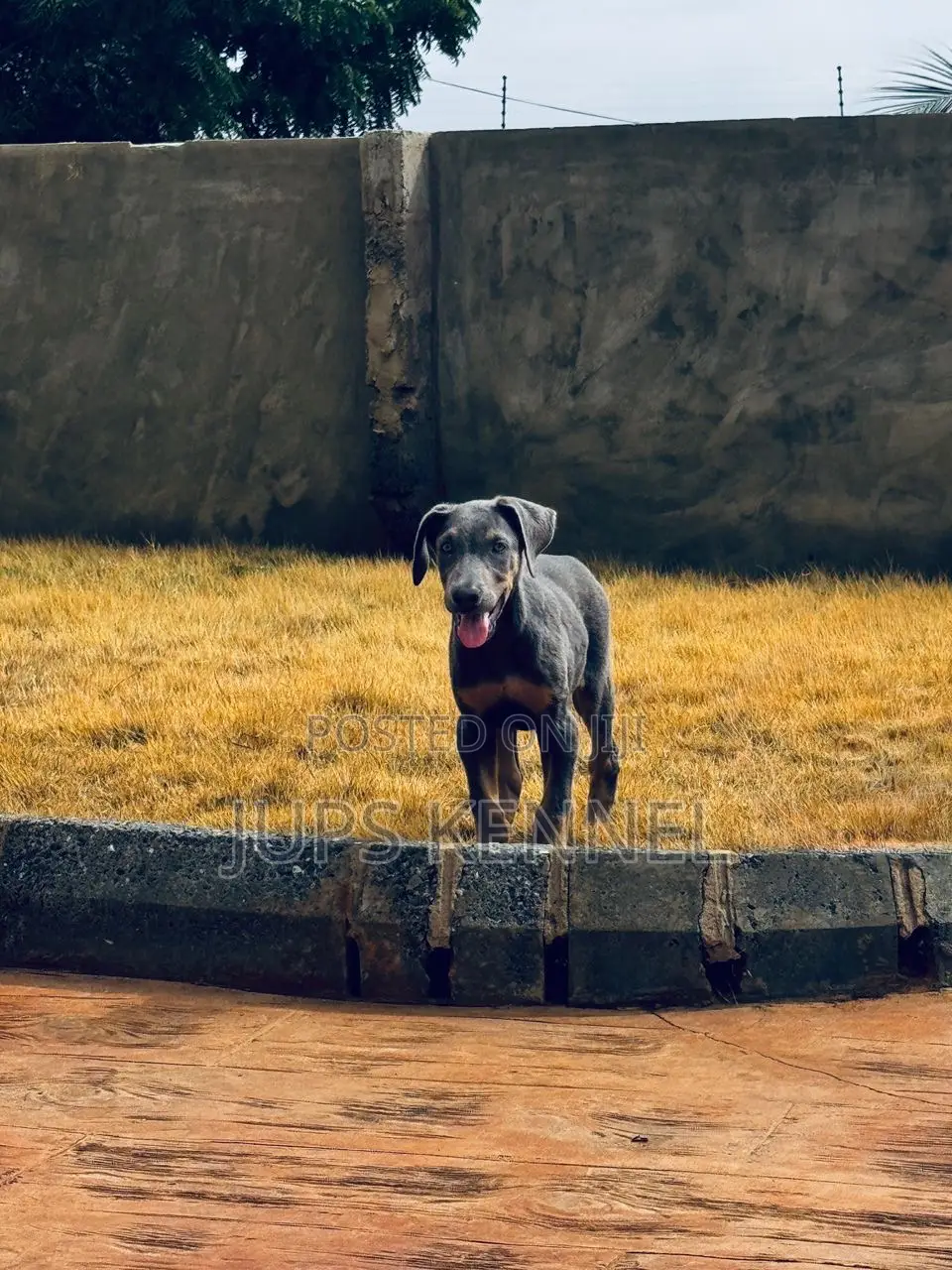 1-3 months Male Purebred Doberman Pinscher