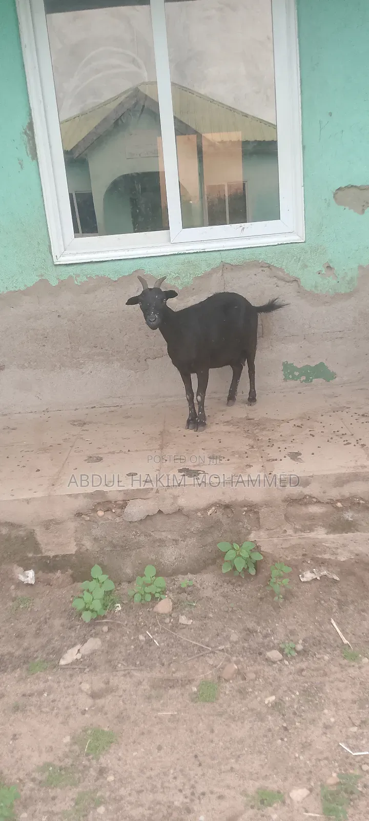 Nice Goat Seller