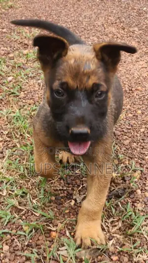 1-3 months Female Purebred Belgian Malinois