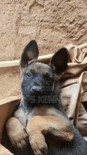 1-3 months Female Purebred Belgian Malinois