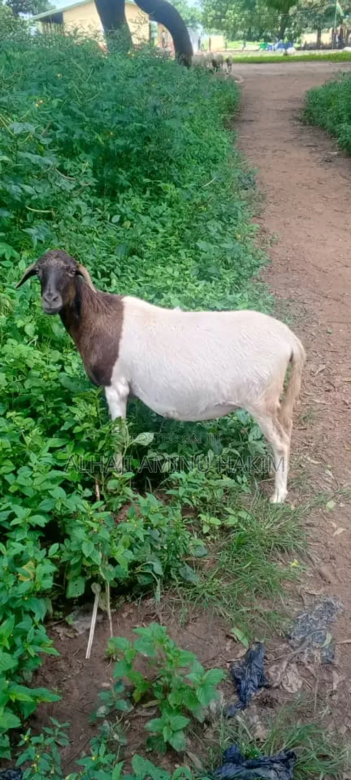 Nice Healthy Sheep