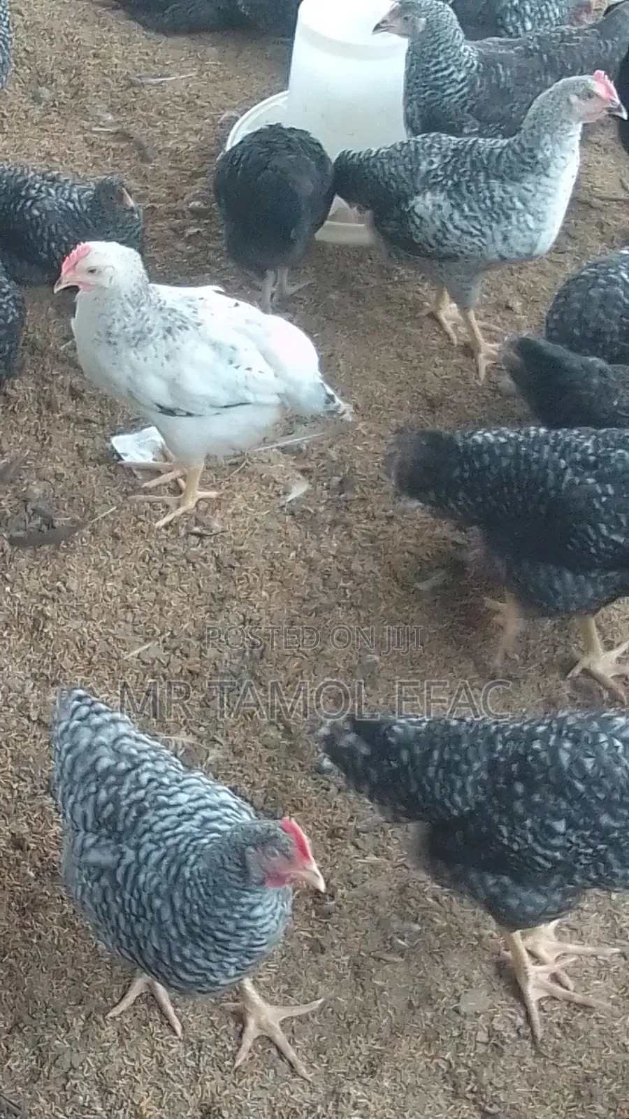 Chicken Plymouth 21 Weeks
