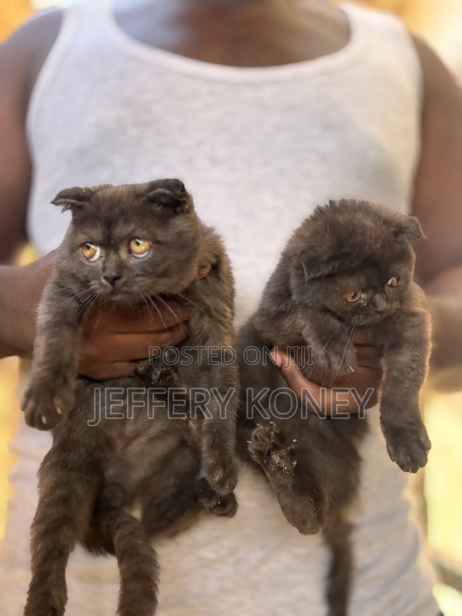 1-3 months Male Purebred Scottish Fold