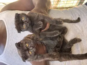 1-3 months Male Purebred Scottish Fold
