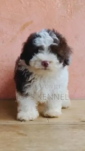 1-3 months Female Purebred Poodle
