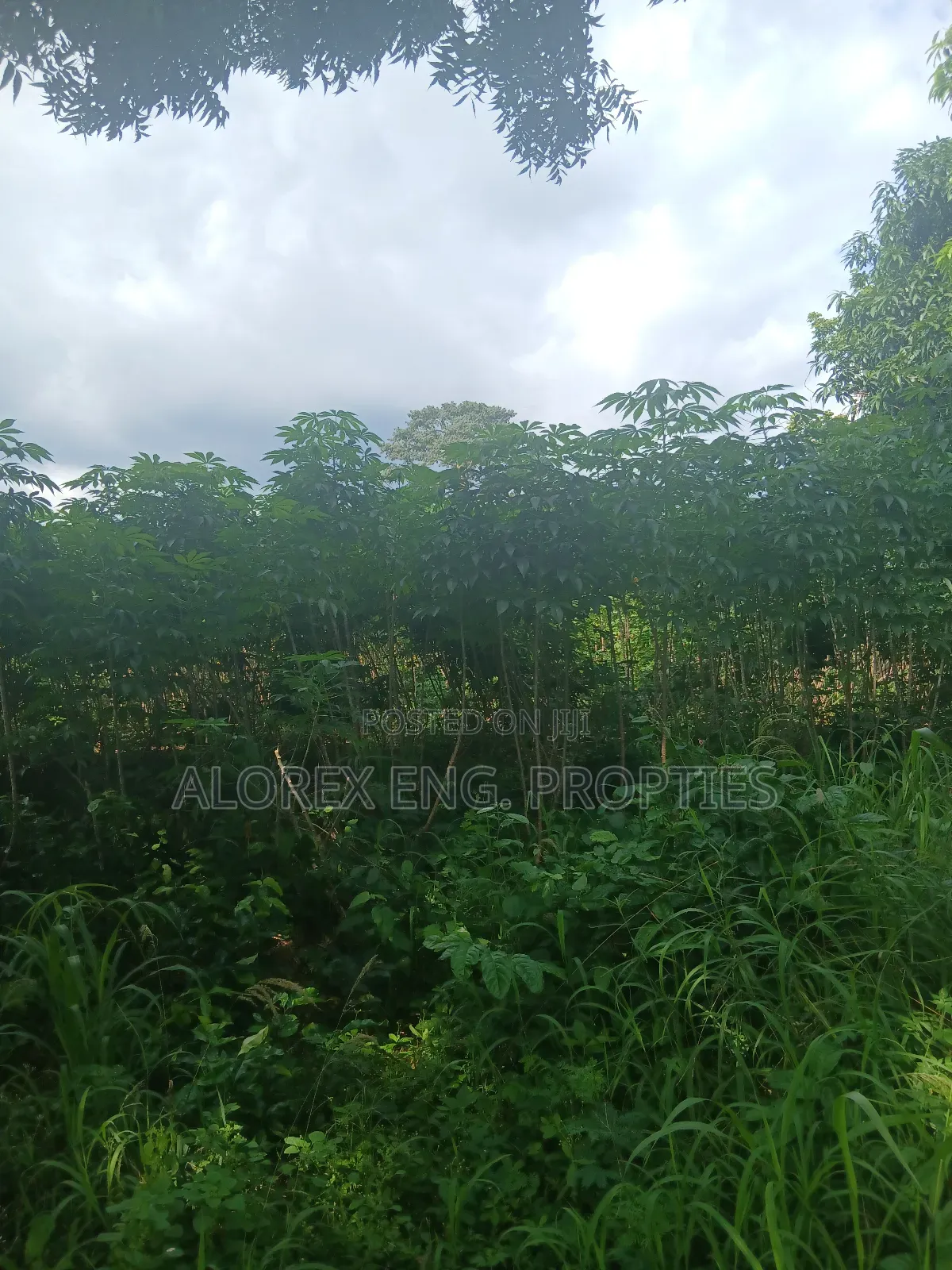 Land for Sale at Dodowa Ayikuma