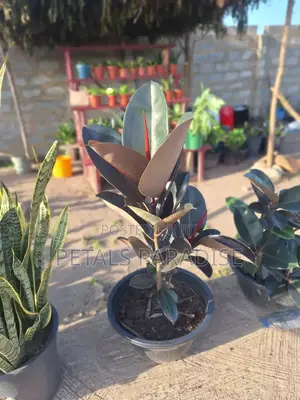 Rubber Plant for Sale
