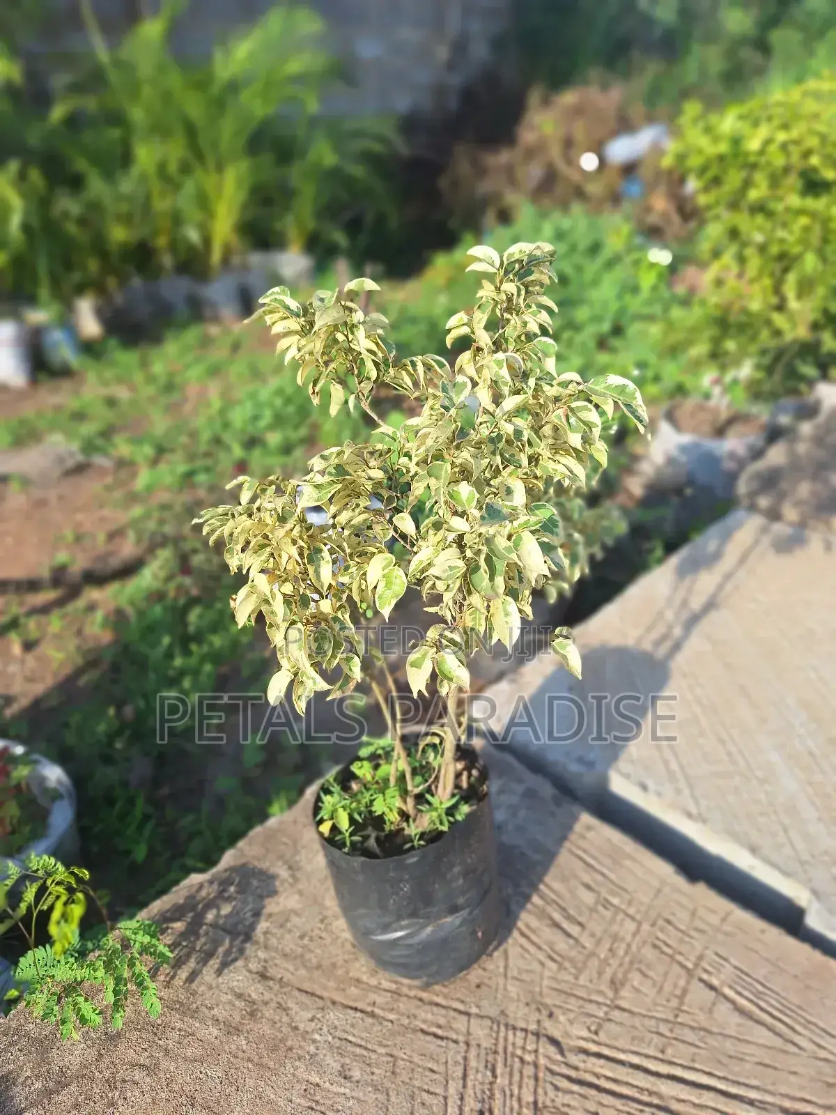 Ficus Plant for Sale