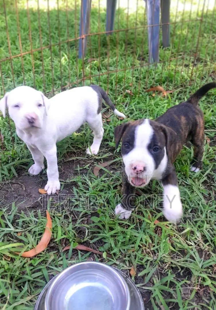 1-3 months Male Purebred American Pit Bull Terrier