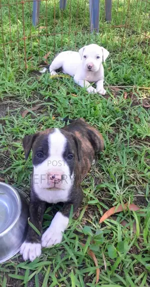 1-3 months Male Purebred American Pit Bull Terrier
