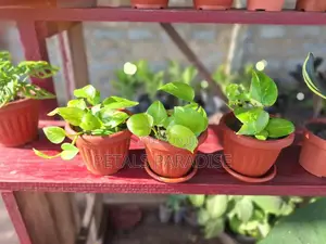 Pothos for Sale