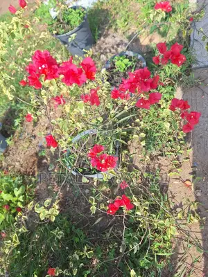 Bougainvillea for Sale