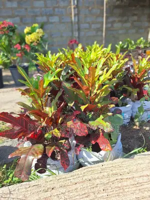 Croton for Sale