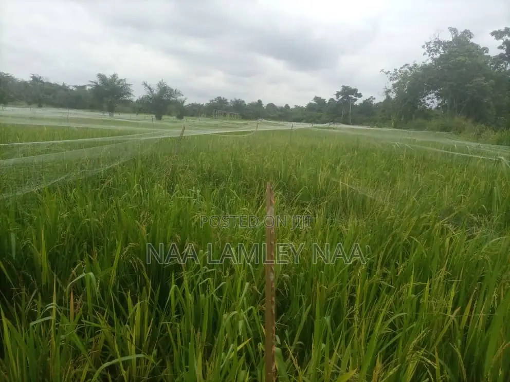 Commercial Farm and a Two Bedroom Farm for Sale at Kumasi.