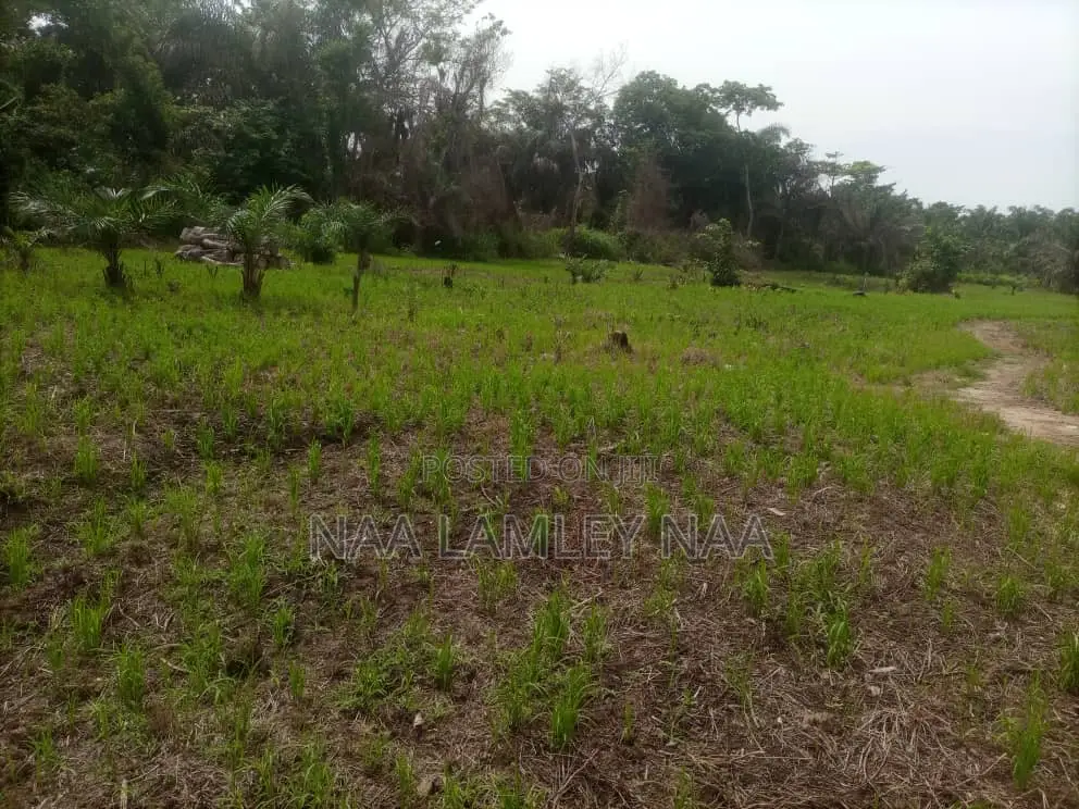 Commercial Farm and a Two Bedroom Farm for Sale at Kumasi.