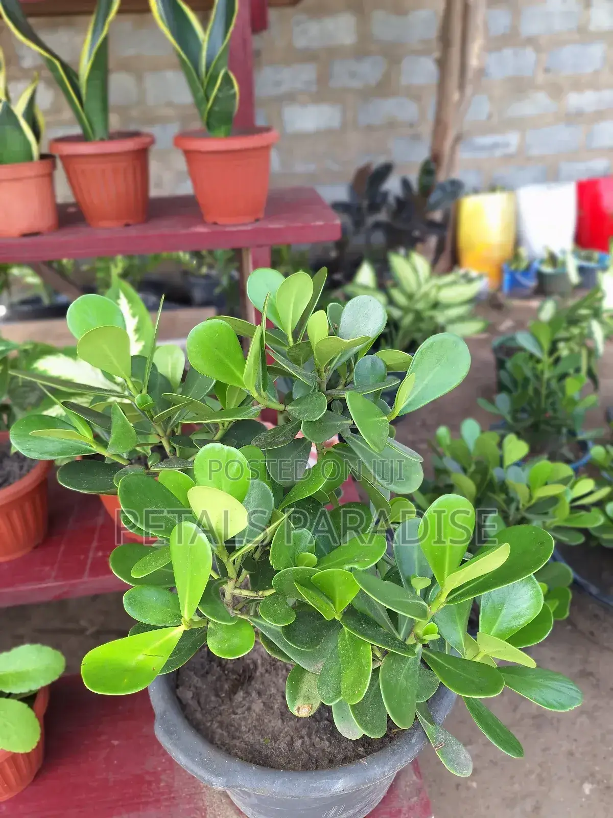 Clusia for Sale