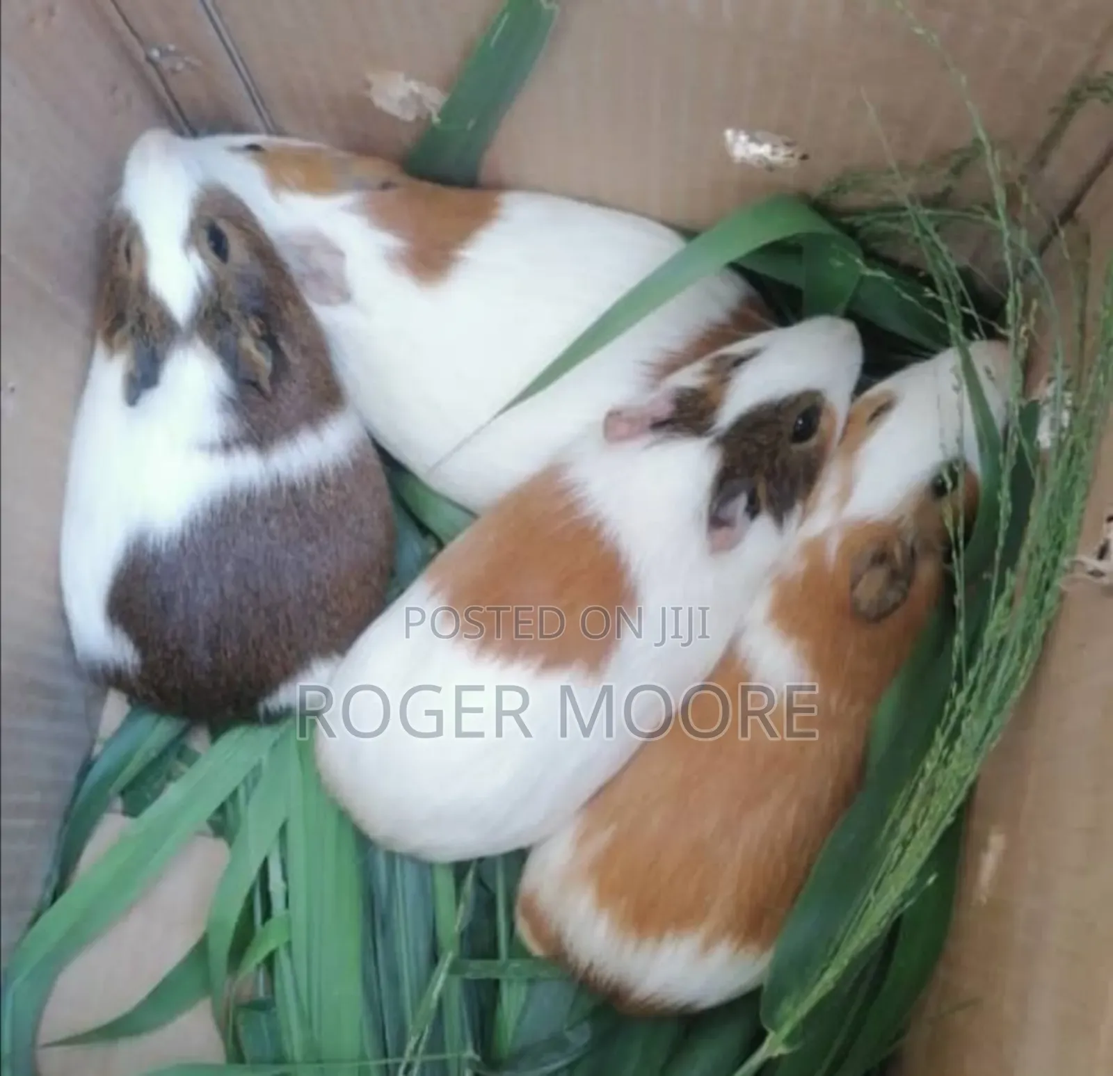 Matured Guinea Pigs Available