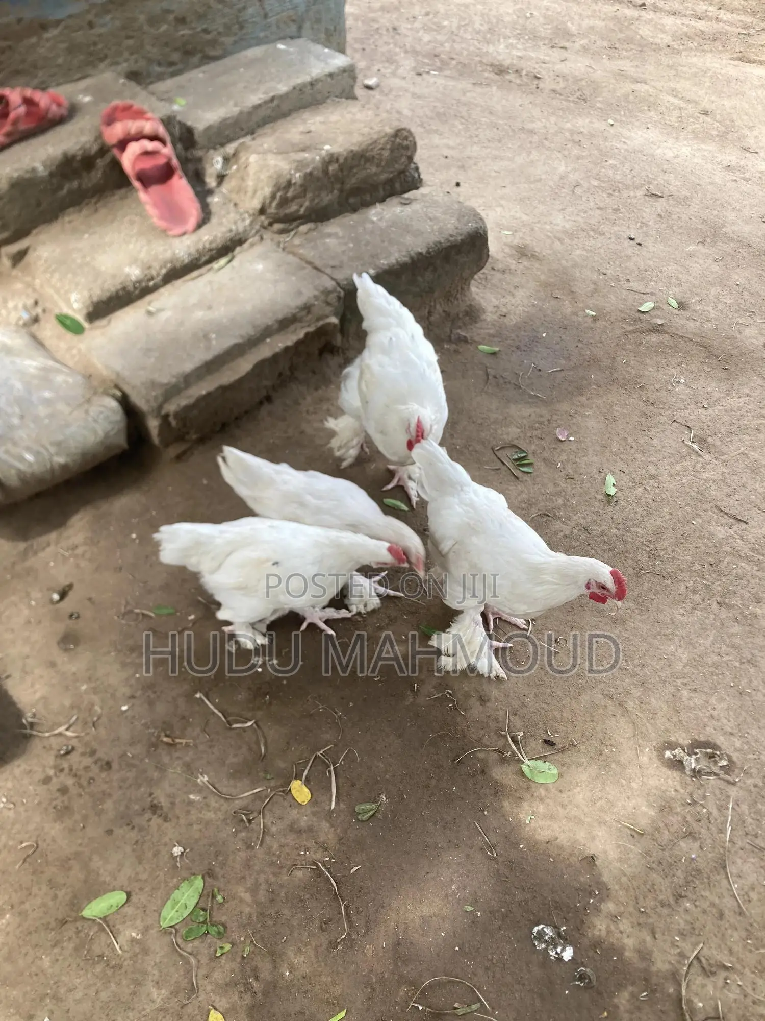 Farm Animals