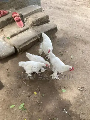 Farm Animals