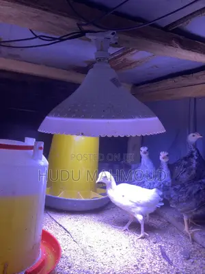 Farm Animals