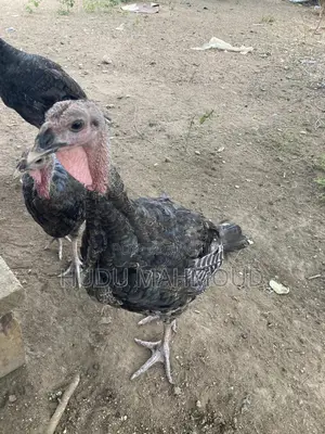 Farm Animals