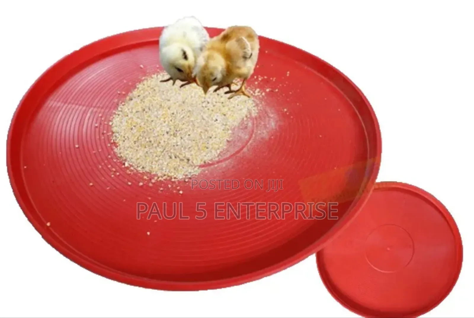 Day Old Feeding Tray Wholesale and Retail