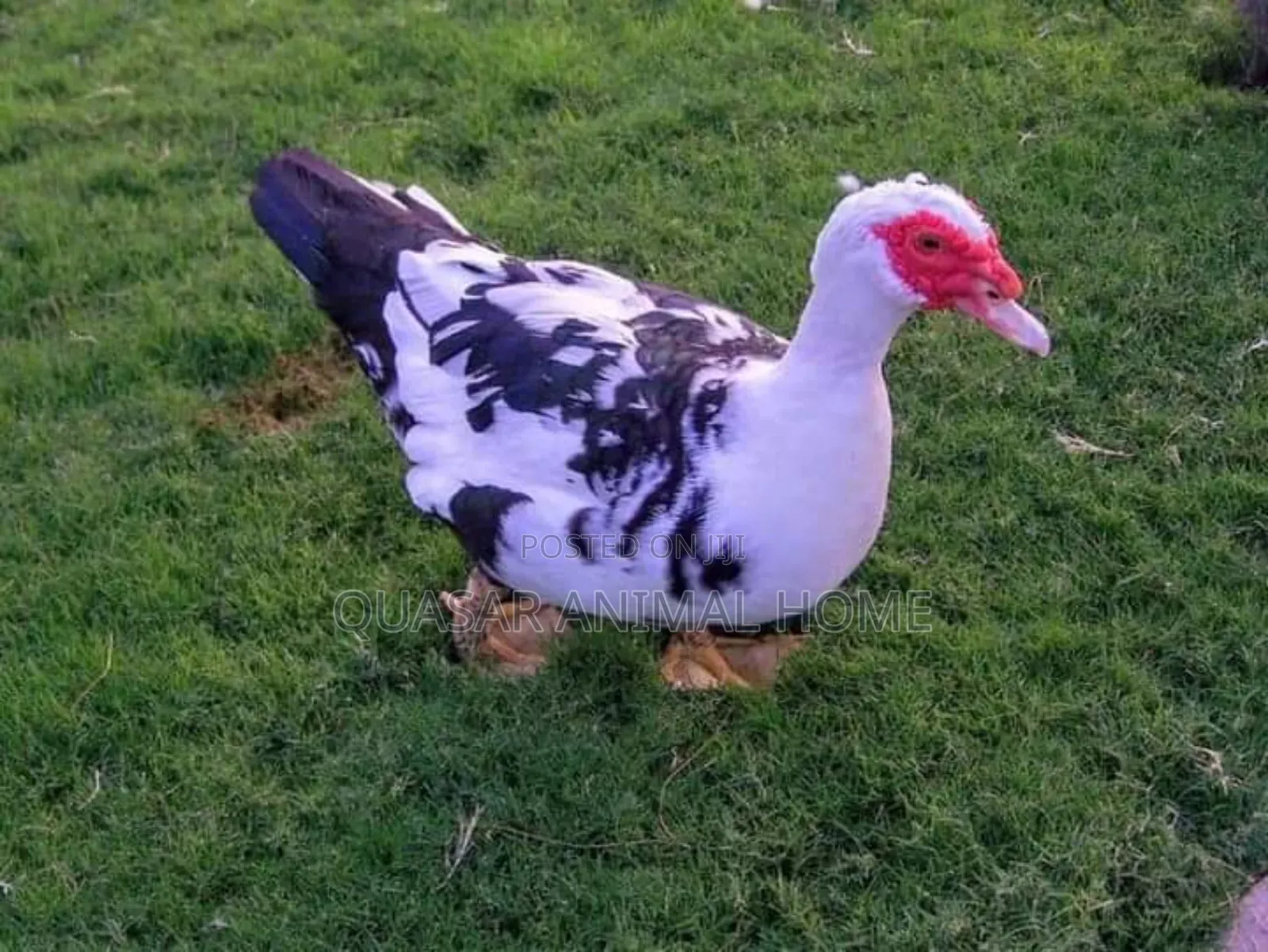 Muscovy Female Duck