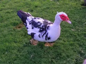 Muscovy Female Duck