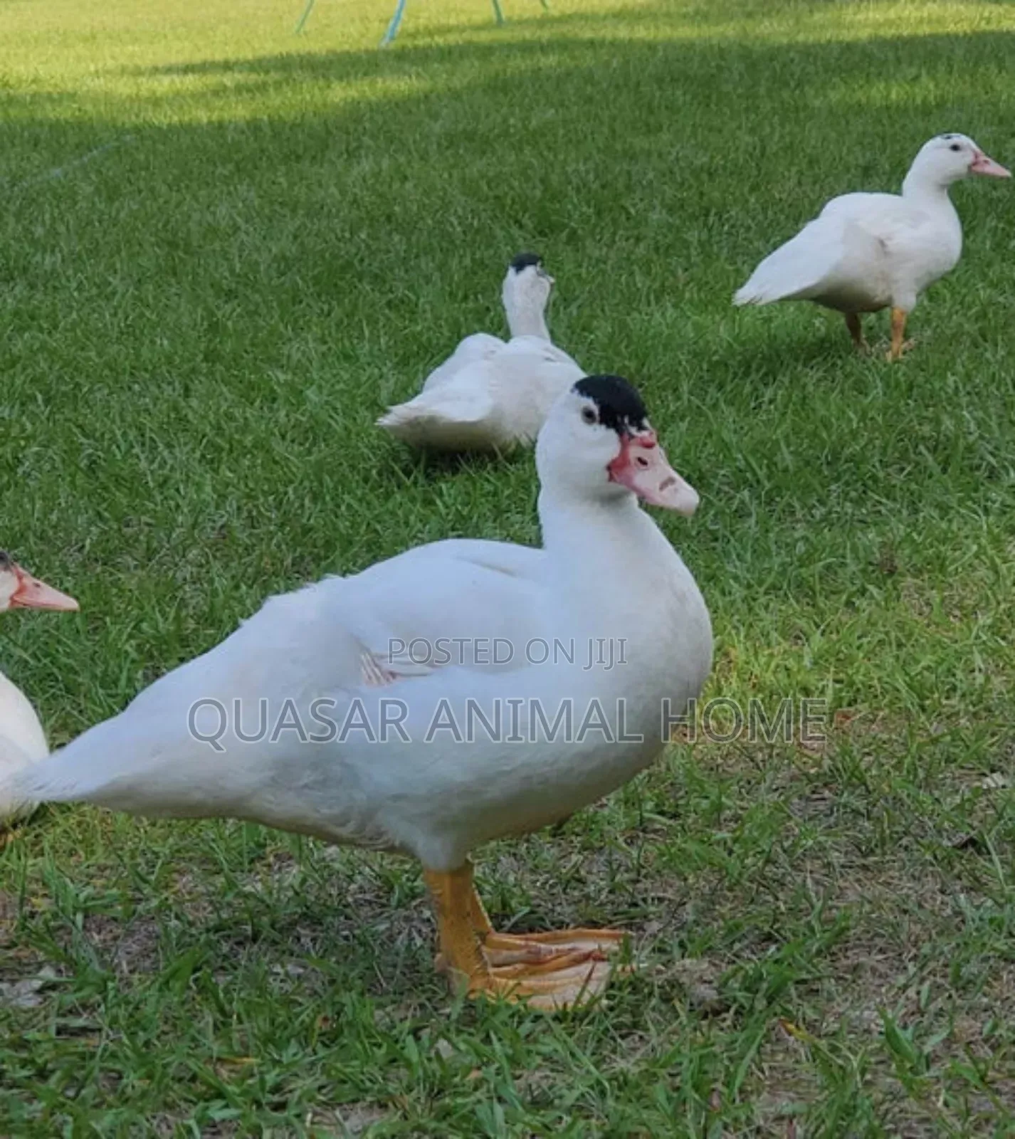 Muscovy Female Duck