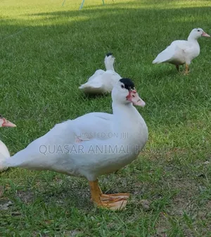 Muscovy Female Duck