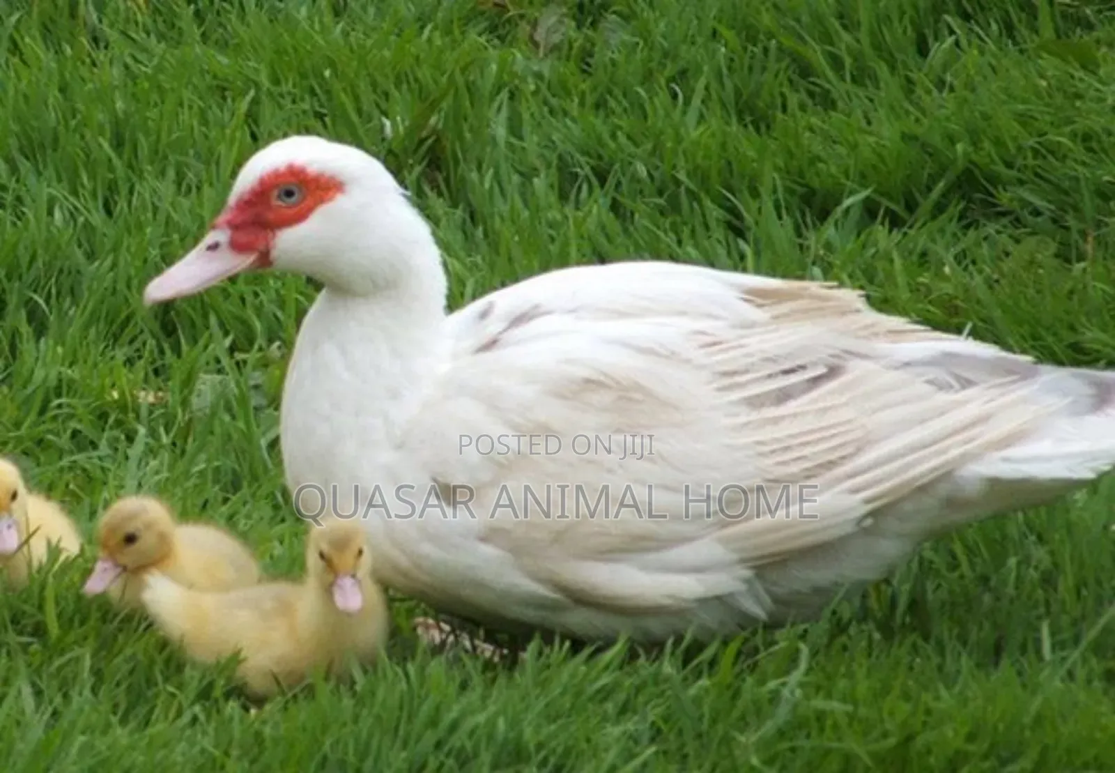 Muscovy Ducklings