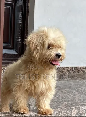 1-3 months Female Purebred Poodle