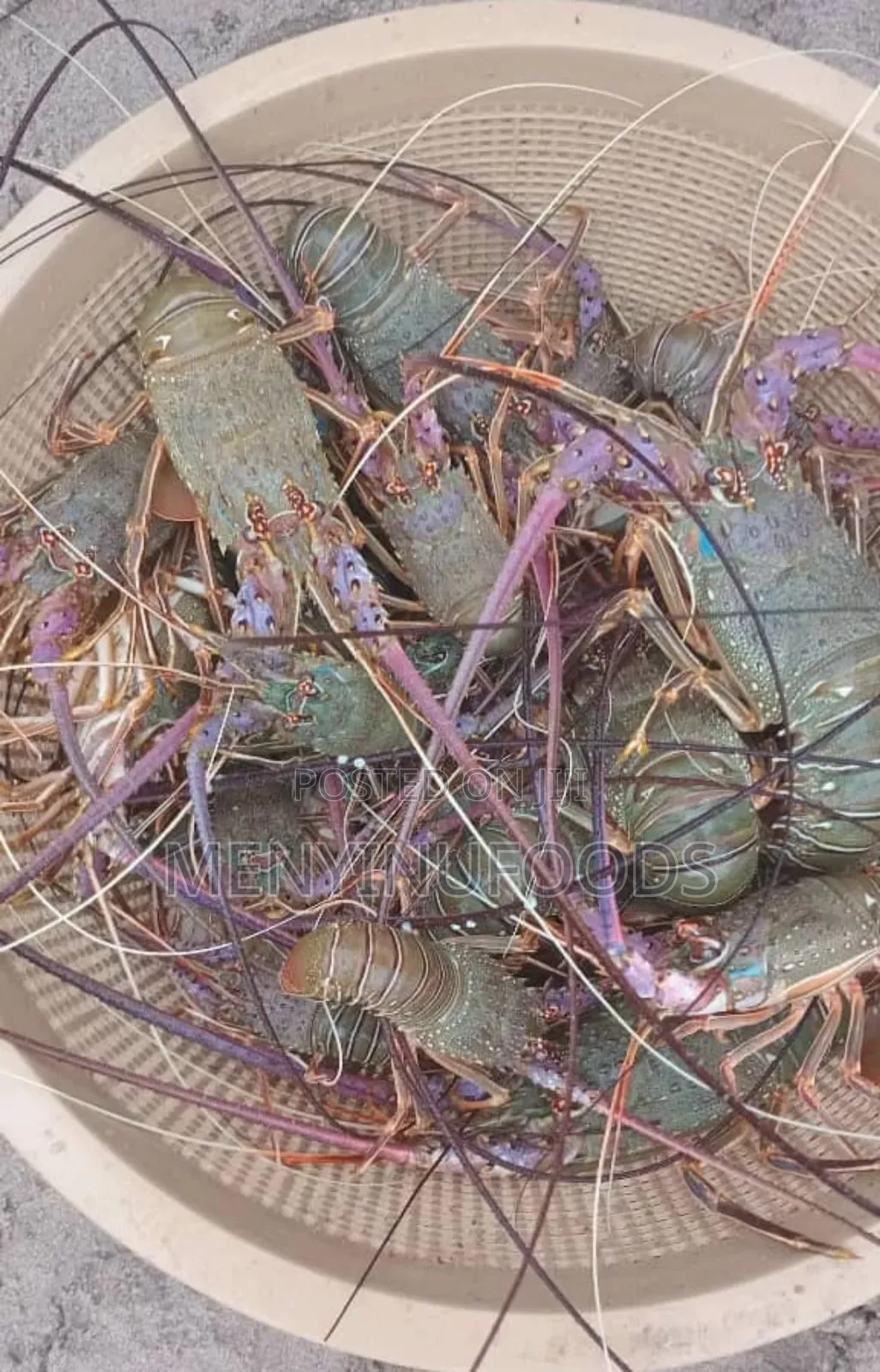Fresh Lobster in Ghana – Wholesale Retail | Direct From the Sea
