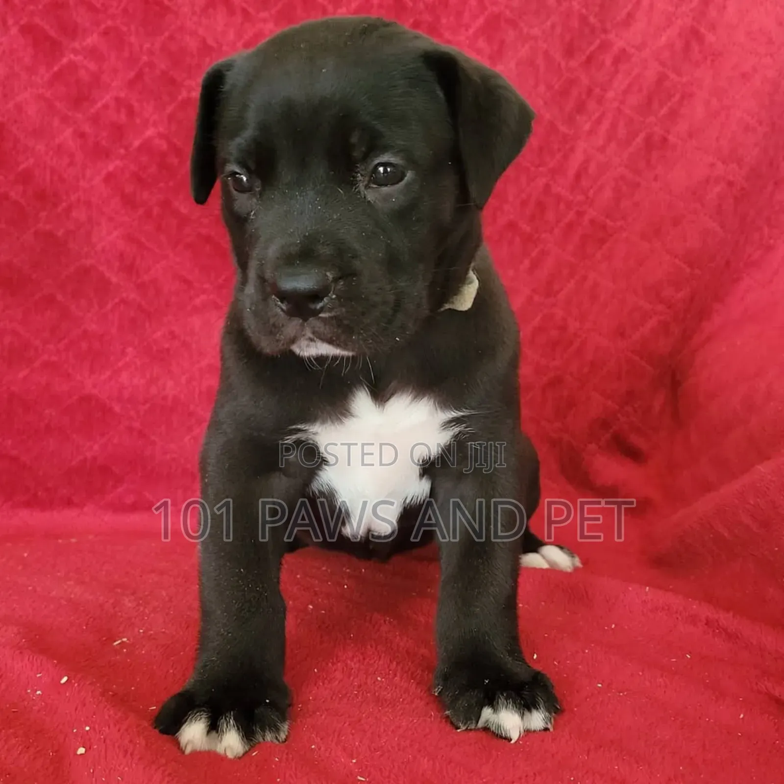 1-3 months Female Purebred Boerboel