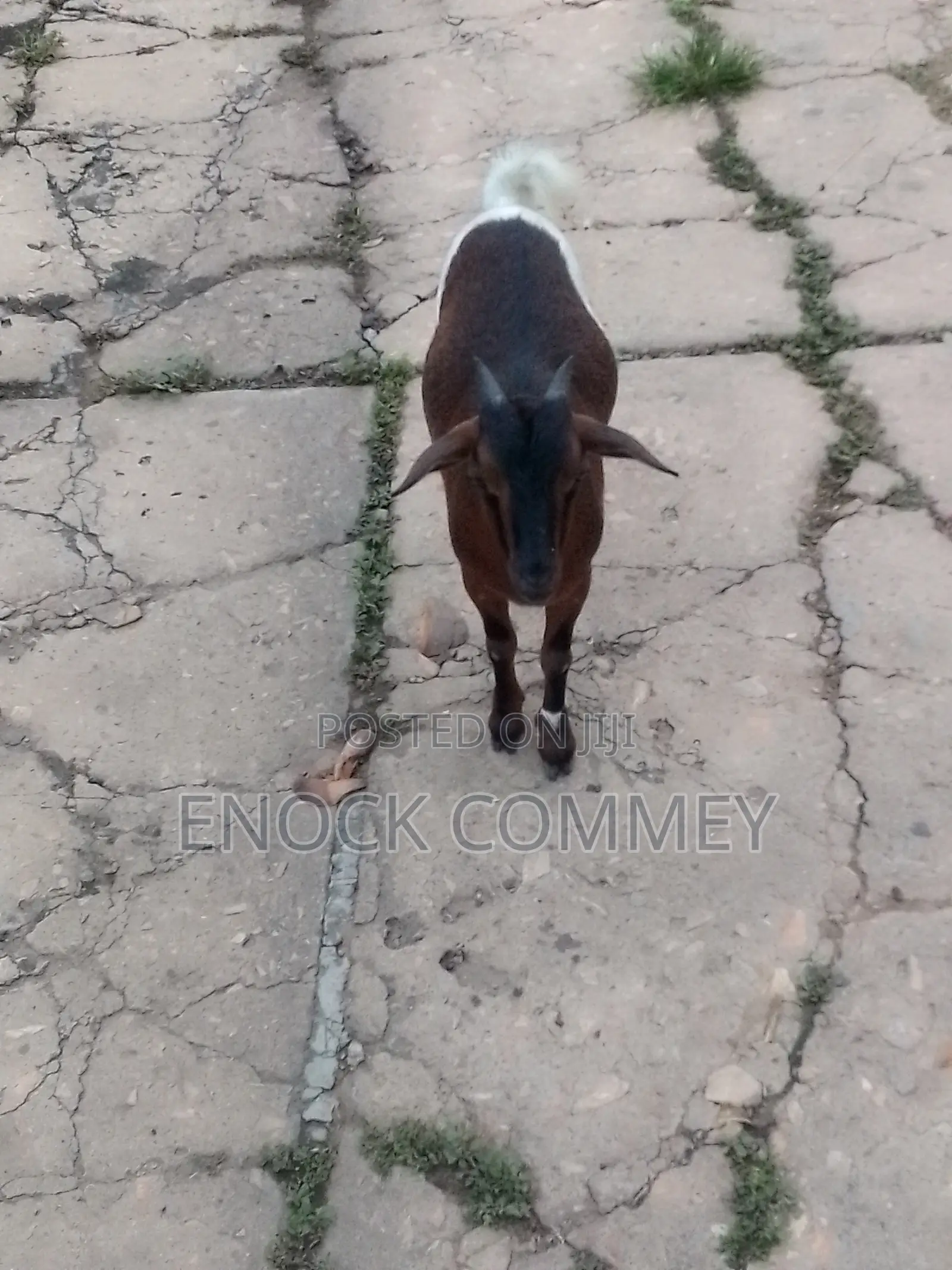 I Sell Goat's, Sheep's and Cow's for Meat and Breeding