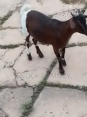 I Sell Goat's, Sheep's and Cow's for Meat and Breeding