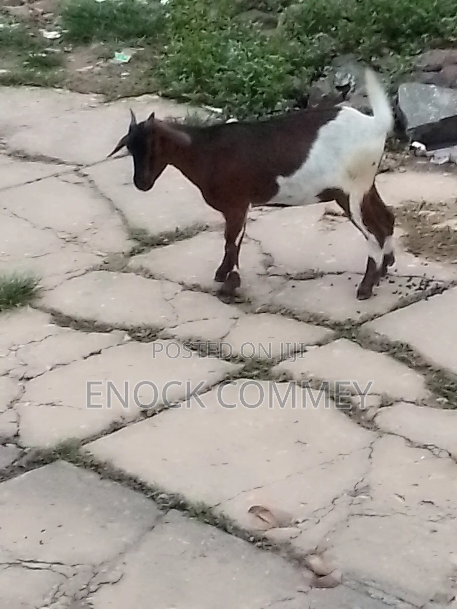 I Sell Goat's, Sheep's and Cow's for Meat and Breeding