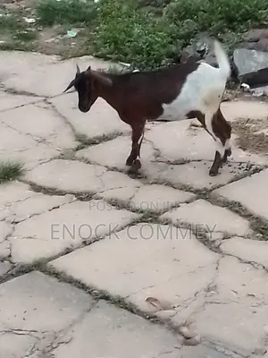 I Sell Goat's, Sheep's and Cow's for Meat and Breeding