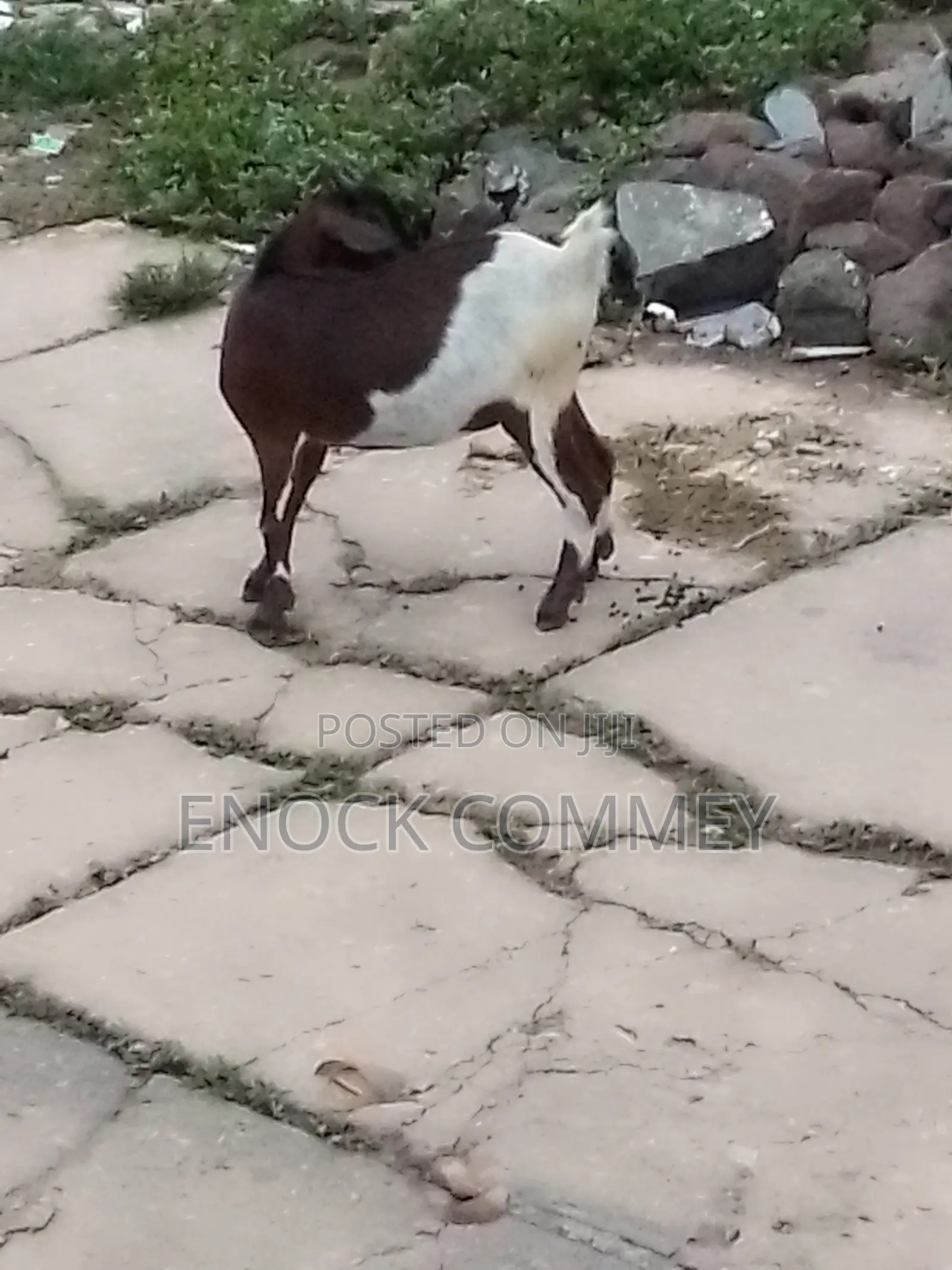 I Sell Goat's, Sheep's and Cow's for Meat and Breeding
