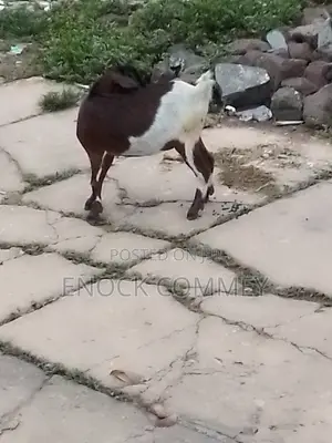 I Sell Goat's, Sheep's and Cow's for Meat and Breeding