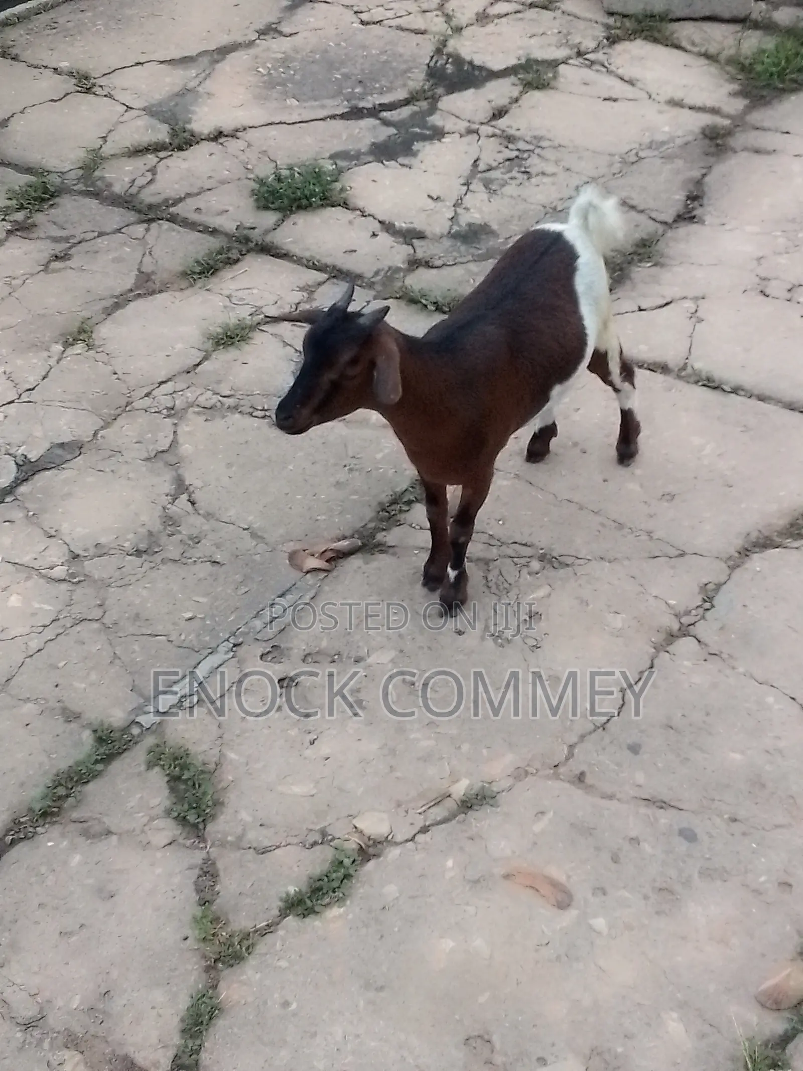 I Sell Goat's, Sheep's and Cow's for Meat and Breeding