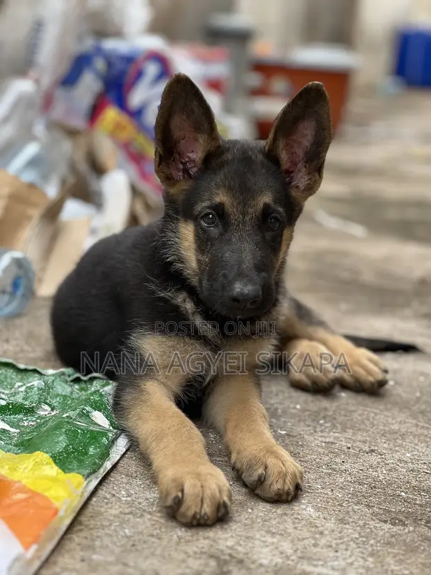Month German Shepherd Single Coat Puppy 1-3 Months Female - Main Image