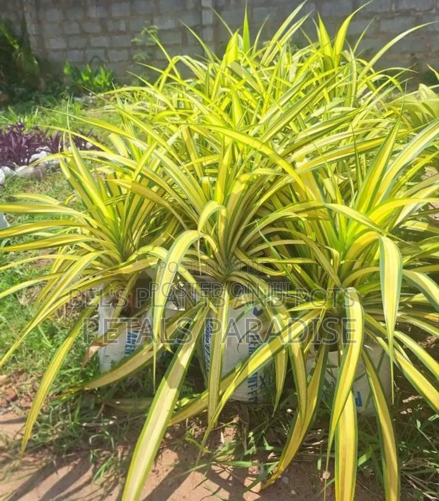 Spider for Sale